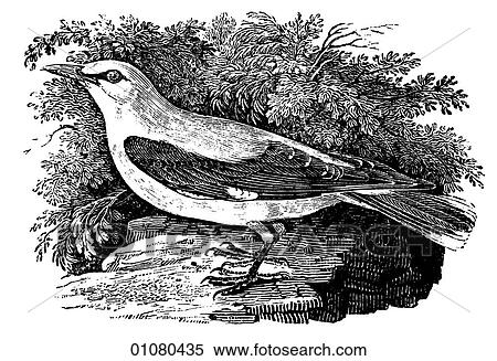 Flora & Fauna - line art - a 19th century engraving Animal - mammal - the class Aves Bird Golden Oriole The European species of this perching bird. The males tend to be black and yellow or black and orange. They are generally heard before they are seen View Large Illustration Stock Illustration - Flora & Fauna - line art - a 19th century engraving Animal - mammal - the class Aves Bird Golden Oriole The European species of this perching bird. The males tend to be black and yellow or black and orange. They are generally heard before they are seen. Fotosearch