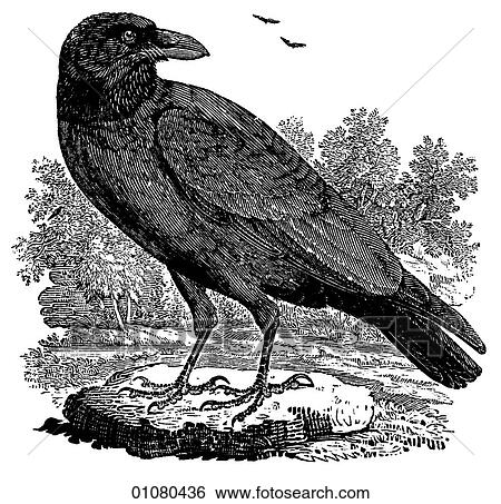 Stock Illustration - Flora & Fauna - line art - a 19th century engraving Animal - mammal - the class Aves Bird Raven Edgar Allan Poe, death, trickster, black, wings, flight, fly. Fotosearch
