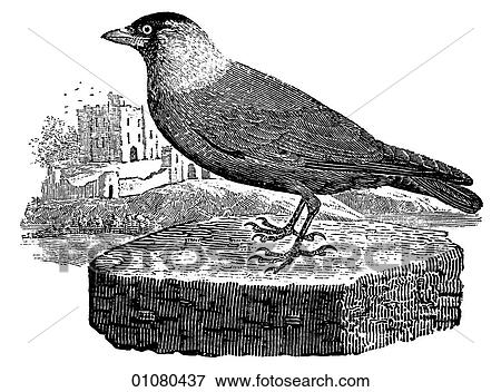 Flora & Fauna - line art - a 19th century engraving Animal - mammal - the class Aves Bird Jackdaw View Large Illustration Stock Illustration - Flora & Fauna - line art - a 19th century engraving Animal - mammal - the class Aves Bird Jackdaw. Fotosearch