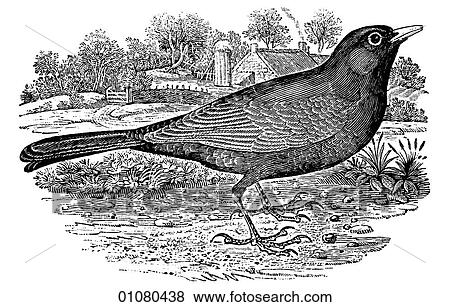 Flora & Fauna - line art - a 19th century engraving Animal - mammal - the class Aves Bird Blackbird View Large Illustration Stock Illustration - Flora & Fauna - line art - a 19th century engraving Animal - mammal - the class Aves Bird Blackbird. Fotosearch