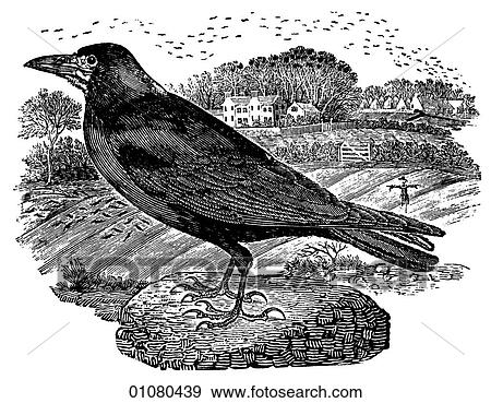 Flora & Fauna - line art - a 19th century engraving Animal - mammal - the class Aves Bird Rook View Large Illustration Stock Illustration - Flora & Fauna - line art - a 19th century engraving Animal - mammal - the class Aves Bird Rook. Fotosearch