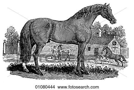 Stock Illustration - Flora & Fauna - line art - a 19th century engraving Animal - mammal Arabian Horse. Fotosearch