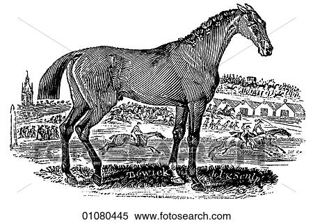 Stock Illustration - Flora & Fauna - line art - a 19th century engraving Animal - mammal Race Horse. Fotosearch