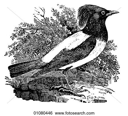 Flora & Fauna - line art - a 19th century engraving Animal - mammal - the class Aves Bird Thrush View Large Illustration Stock Illustration - Flora & Fauna - line art - a 19th century engraving Animal - mammal - the class Aves Bird Thrush. Fotosearch