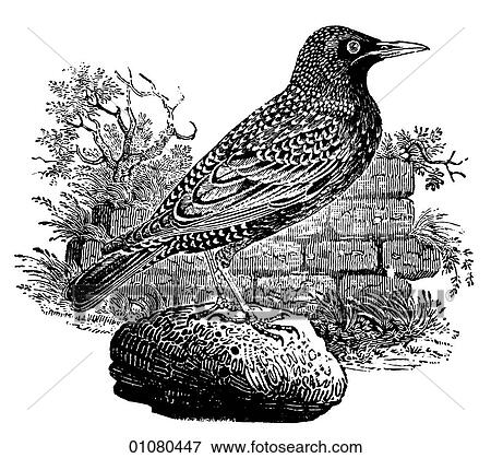 Stock Illustration - Flora & Fauna - line art - a 19th century engraving Animal - mammal - the class Aves Bird Starling The millions of starlings loose in North America today come from just 100 released in New York City 1890-91.. Fotosearch