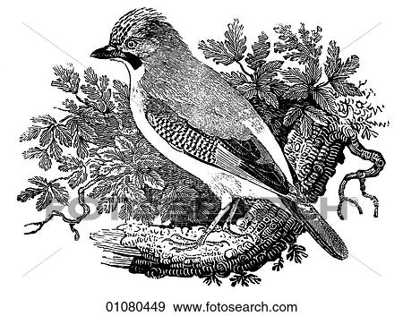 Flora & Fauna - line art - a 19th century engraving Animal - mammal - the class Aves Bird Jay Noted for its omnivorous feeding habits and bold, cheeky and loud manner., wings, flight, fly View Large Illustration Stock Illustration - Flora & Fauna - line art - a 19th century engraving Animal - mammal - the class Aves Bird Jay Noted for its omnivorous feeding habits and bold, cheeky and loud manner., wings, flight, fly. Fotosearch