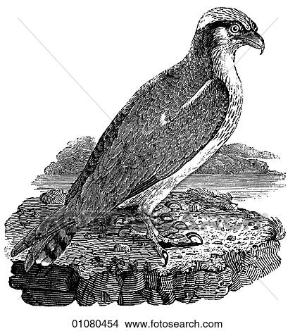 Flora & Fauna - line art - a 19th century engraving Animal - mammal - the class Aves Bird Osprey A bird of prey that lives along rivers and coastal areas, feeding on fish. View Large Illustration Stock Illustration - Flora & Fauna - line art - a 19th century engraving Animal - mammal - the class Aves Bird Osprey A bird of prey that lives along rivers and coastal areas, feeding on fish.. Fotosearch