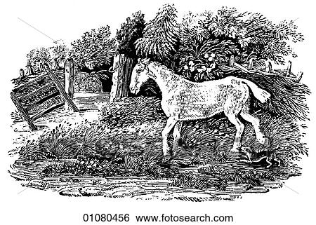 Flora & Fauna - line art - a 19th century engraving Animal - mammal Horse View Large Illustration Stock Illustration - Flora & Fauna - line art - a 19th century engraving Animal - mammal Horse. Fotosearch