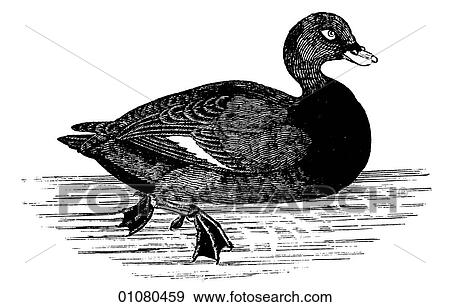 Flora & Fauna - line art - a 19th century engraving Animal - mammal - the class Aves Bird Duck Velvet Duck View Large Illustration Stock Illustration - Flora & Fauna - line art - a 19th century engraving Animal - mammal - the class Aves Bird Duck Velvet Duck. Fotosearch