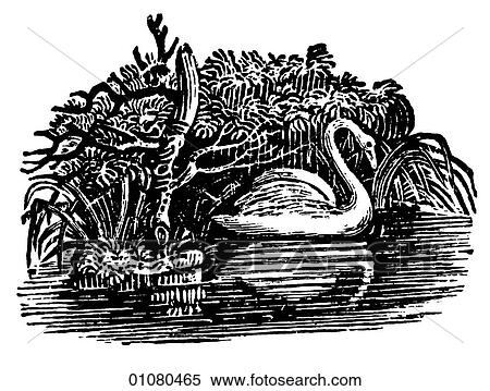 Flora & Fauna - line art - a 19th century engraving Animal - mammal - the class Aves Bird Swan A migratory waterfowl that swims and flies more gracefully and faster than any other. Young swans are called cygnets after the genus "cygnus", in which swan View Large Illustration Stock Illustration - Flora & Fauna - line art - a 19th century engraving Animal - mammal - the class Aves Bird Swan A migratory waterfowl that swims and flies more gracefully and faster than any other. Young swans are called cygnets after the genus "cygnus", in which swan. Fotosearch