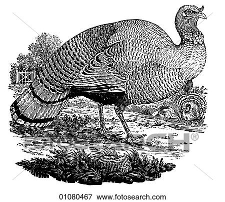 Stock Illustration - Flora & Fauna - line art - a 19th century engraving Animal - mammal - the class Aves Bird Fowl Game Turkey. Fotosearch