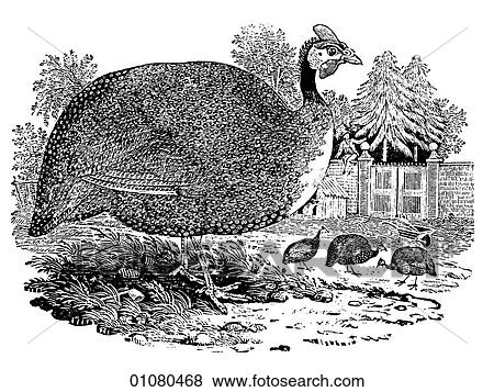 Flora & Fauna - line art - a 19th century engraving Animal Fowl Pintado (Guinea Fowl) View Large Illustration Stock Illustration - Flora & Fauna - line art - a 19th century engraving Animal Fowl Pintado (Guinea Fowl). Fotosearch