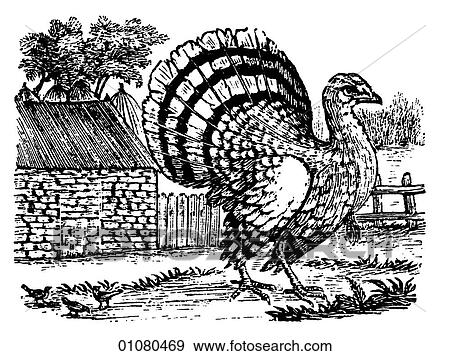 Flora & Fauna - line art - a 19th century engraving Animal - mammal - the class Aves Bird Fowl Game Turkey View Large Illustration Stock Illustration - Flora & Fauna - line art - a 19th century engraving Animal - mammal - the class Aves Bird Fowl Game Turkey. Fotosearch