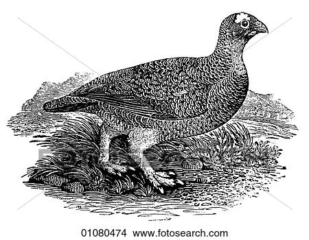 Flora & Fauna - line art - a 19th century engraving Animal - mammal - the class Aves Bird Fowl and Game Red Grouse prairie chicken, wings, flight, fly View Large Illustration Stock Illustration - Flora & Fauna - line art - a 19th century engraving Animal - mammal - the class Aves Bird Fowl and Game Red Grouse prairie chicken, wings, flight, fly. Fotosearch