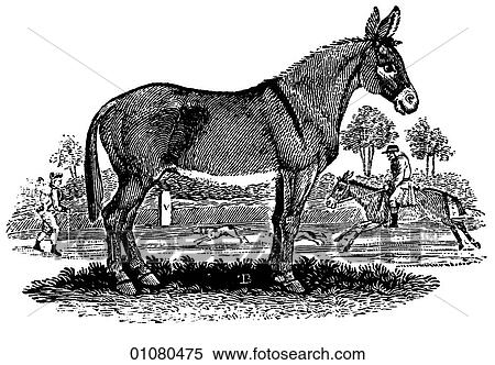 Flora & Fauna - line art - a 19th century engraving Animal Donkey or burro Slower than a horse but extremely surefooted, the donkey has been a beast of burden for centuries. View Large Illustration Stock Illustration - Flora & Fauna - line art - a 19th century engraving Animal Donkey or burro Slower than a horse but extremely surefooted, the donkey has been a beast of burden for centuries.. Fotosearch