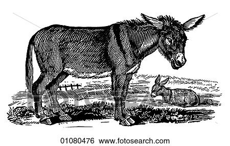 Flora & Fauna - line art - a 19th century engraving Animal Donkey or burro Slower than a horse but extremely surefooted, the donkey has been a beast of burden for centuries. View Large Illustration Stock Illustration - Flora & Fauna - line art - a 19th century engraving Animal Donkey or burro Slower than a horse but extremely surefooted, the donkey has been a beast of burden for centuries.. Fotosearch
