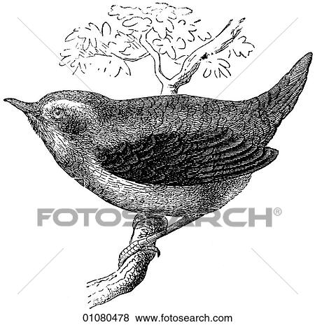 Flora & Fauna - line art - a 19th century engraving Animal - mammal - the class Aves Bird Wren A small, primarily dark-brown song-bird that can be found from Canada to Tierra del Fuego at the southernmost tip of South America. During W. W. II and for some View Large Illustration Stock Illustration - Flora & Fauna - line art - a 19th century engraving Animal - mammal - the class Aves Bird Wren A small, primarily dark-brown song-bird that can be found from Canada to Tierra del Fuego at the southernmost tip of South America. During W. W. II and for some. Fotosearch