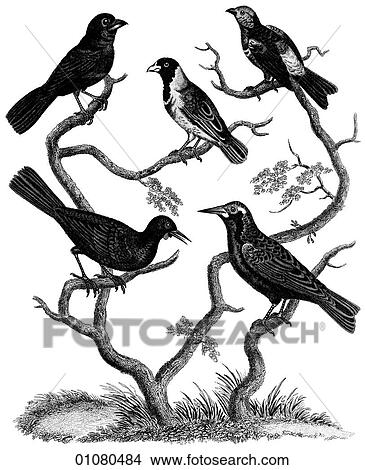 Flora & Fauna - line art - a 19th century engraving Animal Bird Sturnus and Tanagra Various songbirds, wings, flight, fly View Large Illustration Stock Illustration - Flora & Fauna - line art - a 19th century engraving Animal Bird Sturnus and Tanagra Various songbirds, wings, flight, fly. Fotosearch