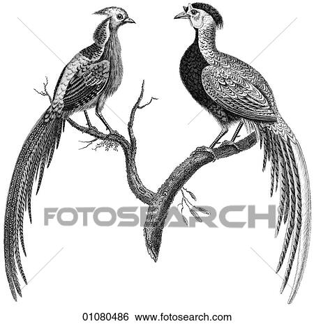 Stock Illustration - Flora & Fauna - line art - a 19th century engraving Animal - mammal - the class Aves Bird left: The Golden Pheasant. right: The Silver Pheasant. Both of these birds are raised primarily in captivity for their unique, bright plumage.. Fotosearch