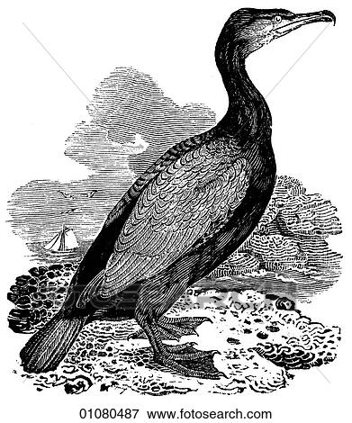 Stock Illustration - Flora & Fauna - line art - a 19th century engraving Animal - mammal - the class Aves Bird Cormorant This bird dives under water and then swims to catch fish. In Japan, smaller versions of the species are trained to fish for humans.. Fotosearch