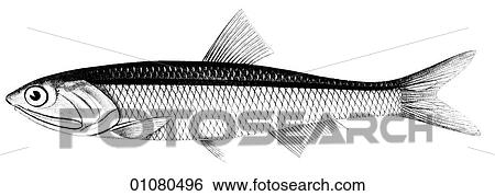 Flora & Fauna - line art - a 19th century engraving Animal Fish Engraulis Pulchellus Anchovy View Large Illustration Stock Illustration - Flora & Fauna - line art - a 19th century engraving Animal Fish Engraulis Pulchellus Anchovy. Fotosearch