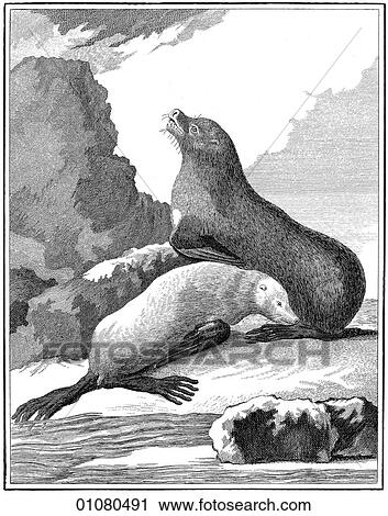 Flora & Fauna - line art - an 18th century engraving Animal Fur Seal This image is from Buffon`s "Natural History" first published in 1766 by Georges-Louis Leclerc, Compte de Buffon. The compte, a scientist from Montbard, France, was made the keeper View Large Illustration Clip Art - Flora & Fauna - line art - an 18th century engraving Animal Fur Seal This image is from Buffon`s "Natural History" first published in 1766 by Georges-Louis Leclerc, Compte de Buffon. The compte, a scientist from Montbard, France, was made the keeper. Fotosearch