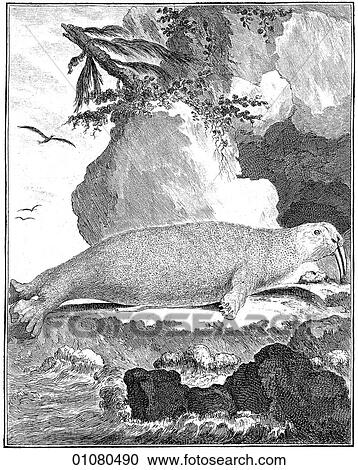 Flora & Fauna - line art - an 18th century engraving Animal Walrus This image is from Buffon`s "Natural History" first published in 1766 by Georges-Louis Leclerc, Compte de Buffon. The compte, a scientist from Montbard, France, was made the keeper o View Large Illustration Clipart - Flora & Fauna - line art - an 18th century engraving Animal Walrus This image is from Buffon`s "Natural History" first published in 1766 by Georges-Louis Leclerc, Compte de Buffon. The compte, a scientist from Montbard, France, was made the keeper o. Fotosearch