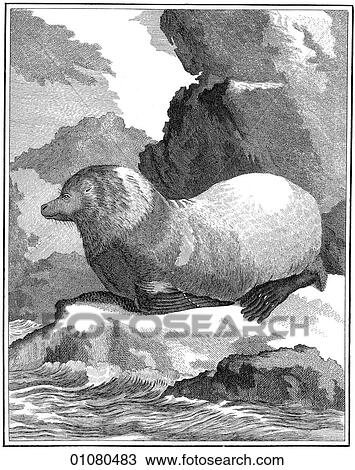 Drawing - Flora & Fauna - line art - an 18th century engraving Animal Sea Lion This image is from Buffon`s "Natural History" first published in 1766 by Georges-Louis Leclerc, Compte de Buffon. The compte, a scientist from Montbard, France, was made the keeper. Fotosearch
