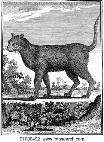 Flora & Fauna - line art - an 18th century engraving Animal South American Wild Cat. This image is from Buffon`s "Natural History" first published in 1766 by Georges-Louis Leclerc, Compte de Buffon. The compte, a scientist from Montbard, France, was View Large Illustration Drawing - Flora & Fauna - line art - an 18th century engraving Animal South American Wild Cat. This image is from Buffon`s "Natural History" first published in 1766 by Georges-Louis Leclerc, Compte de Buffon. The compte, a scientist from Montbard, France, was. Fotosearch