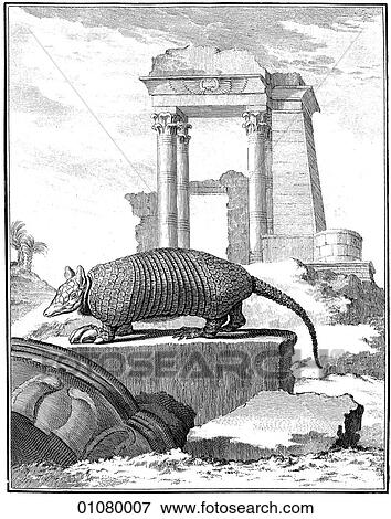 Flora & Fauna - line art - an 18th century engraving Animal Hairy Armadillo This image is from Buffon`s "Natural History" first published in 1766 by Georges-Louis Leclerc, Compte de Buffon. The compte, a scientist from Montbard, France, was made the View Large Illustration Stock Illustration - Flora & Fauna - line art - an 18th century engraving Animal Hairy Armadillo This image is from Buffon`s "Natural History" first published in 1766 by Georges-Louis Leclerc, Compte de Buffon. The compte, a scientist from Montbard, France, was made the. Fotosearch