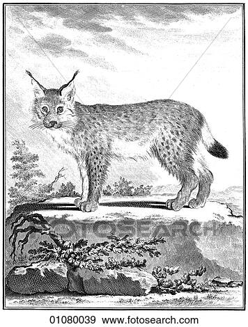 Stock Illustration - Flora & Fauna - line art - an 18th century engraving Animal Lynx This image is from Buffon`s "Natural History" first published in 1766 by Georges-Louis Leclerc, Compte de Buffon. The compte, a scientist from Montbard, France, was made the keeper of t. Fotosearch
