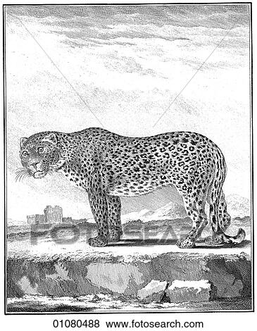 Flora & Fauna - line art - an 18th century engraving Animal Leopard wild-cat This image is from Buffon`s "Natural History" first published in 1766 by Georges-Louis Leclerc, Compte de Buffon. The compte, a scientist from Montbard, France, was made the View Large Illustration Stock Illustration - Flora & Fauna - line art - an 18th century engraving Animal Leopard wild-cat This image is from Buffon`s "Natural History" first published in 1766 by Georges-Louis Leclerc, Compte de Buffon. The compte, a scientist from Montbard, France, was made the. Fotosearch