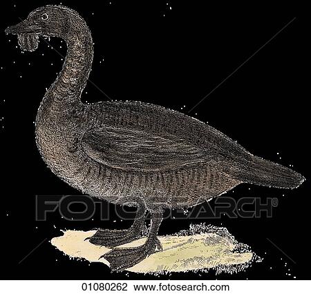 Drawing - Flora & Fauna - v - a 19th century, hand-colored engraving Animal - mammal - the class Aves Bird Lobated Duck. Fotosearch