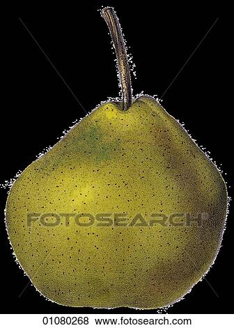 Stock Illustration - Flora & Fauna - v - a 19th century, hand-colored engraving Plant Fruit Pear Catillac. Fotosearch