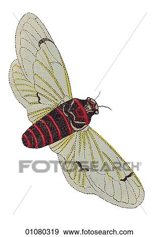 Stock Illustration - Flora & Fauna - v - a 19th century, hand-colored engraving Animal Insect. Fotosearch