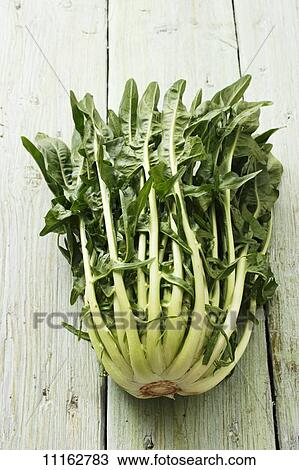 影像- puntarelle, (variety, .的, chicory)