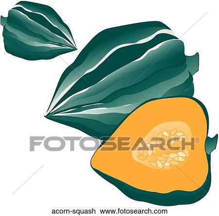 Drawing - Acorn Squash. Fotosearch