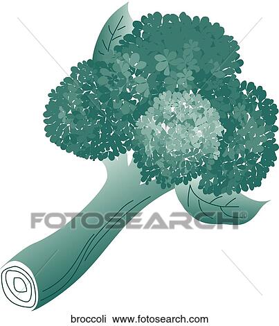 Drawing - Broccoli. Fotosearch