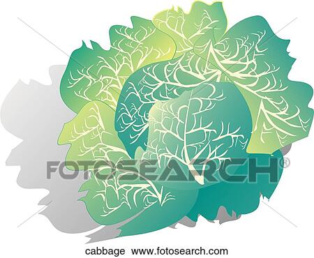 Cabbage View Large Illustration Clip Art - Cabbage. Fotosearch