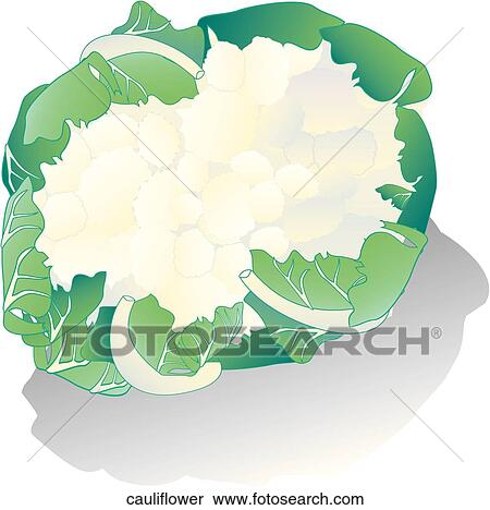 Cauliflower View Large Illustration Stock Illustration - Cauliflower. Fotosearch