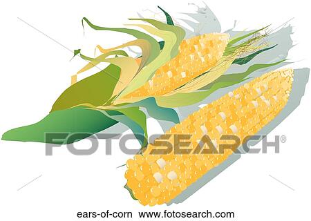 Stock Illustration - Ears of Corn. Fotosearch