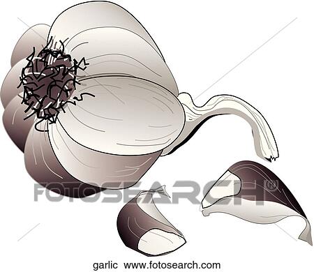 Garlic View Large Illustration Clipart - Garlic. Fotosearch