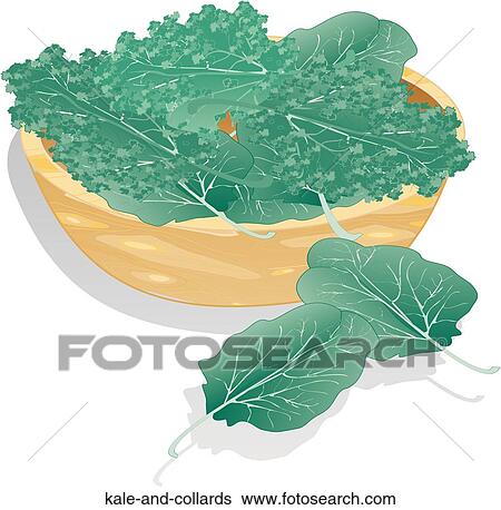 Stock Illustration - Kale and Collards. Fotosearch