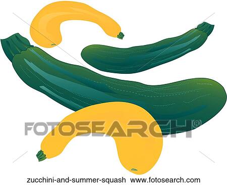 Zucchini and Summer Squash View Large Illustration Drawing - Zucchini and Summer Squash. Fotosearch