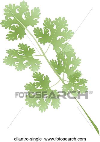 Cilantro Single View Large Illustration Clip Art - Cilantro Single. Fotosearch