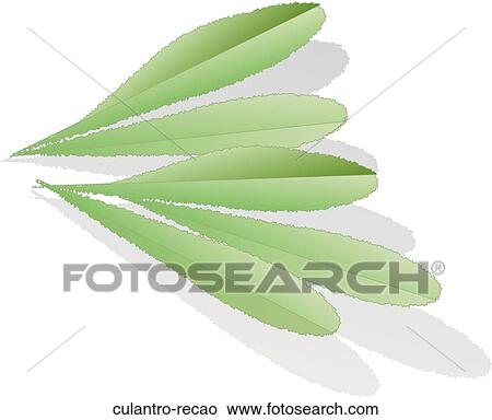 Culantro (Recao) View Large Illustration Stock Illustration - Culantro (Recao). Fotosearch