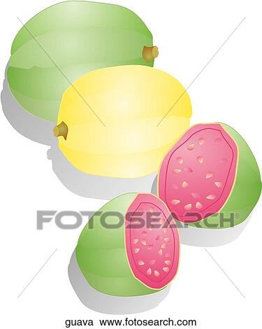 Guava View Large Illustration Clipart - Guava. Fotosearch