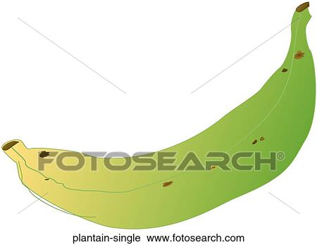 Plantain Single View Large Illustration Clip Art - Plantain Single. Fotosearch