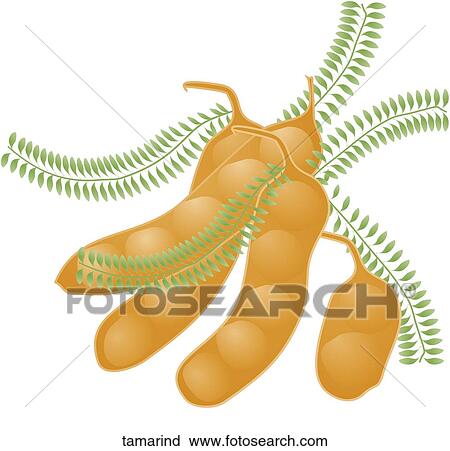 Tamarind View Large Illustration Clip Art - Tamarind. Fotosearch