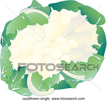 カリフラワー 単一 クリップアート Cauliflower Single Fotosearch